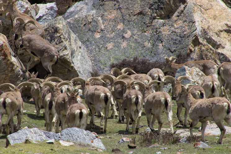 blue sheep in lhonak kanchenjunga