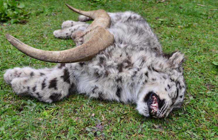 dead snow leopard