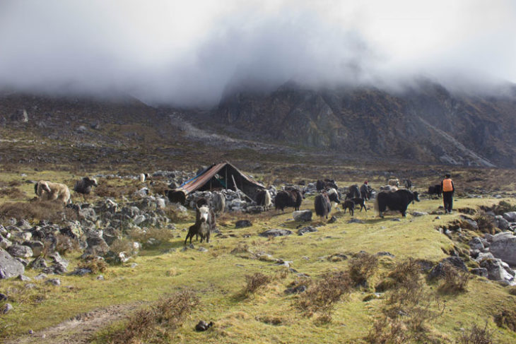 nomad-yak-hut-in-ramche-kanchenjunga
