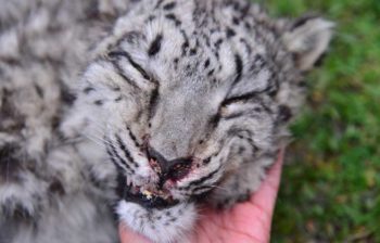 snow-leopard-close-up