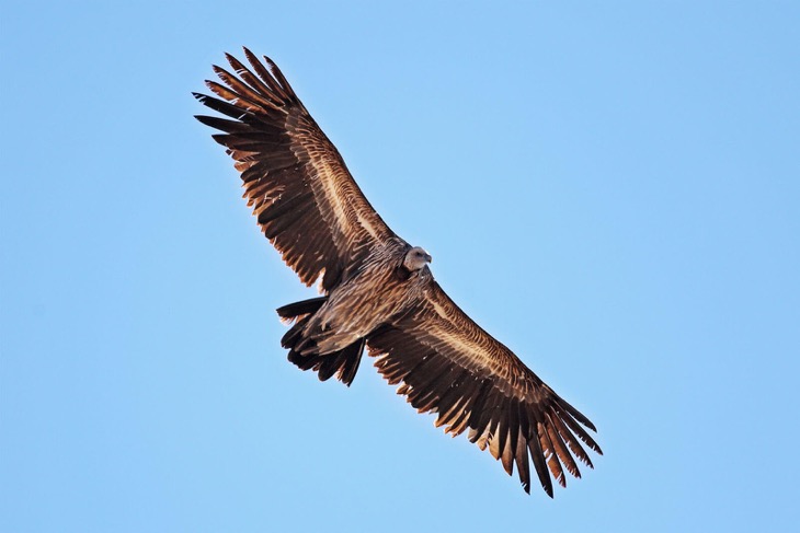 Himalayan-Griffon-annapurna-circuit-trek