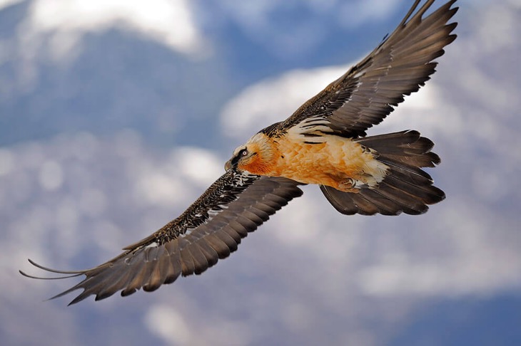 lammergeiers-in-annapurna-circuit-nepal