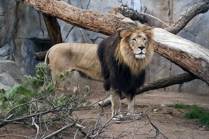 lion at Kathmandu zoo