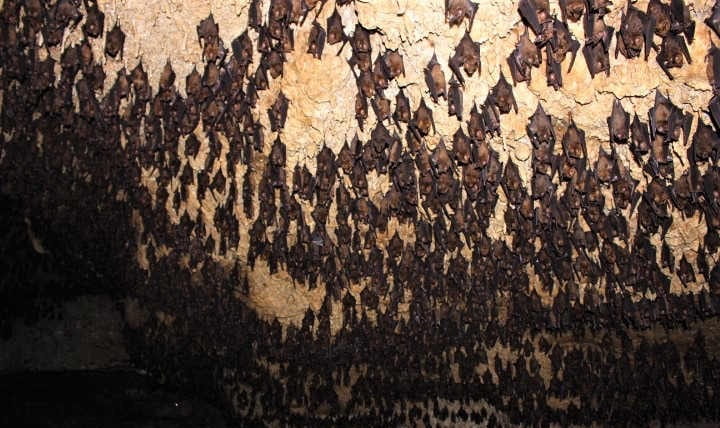Bats Cave Pokhara