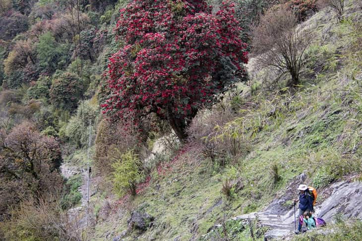 rhododendron in Everest in May