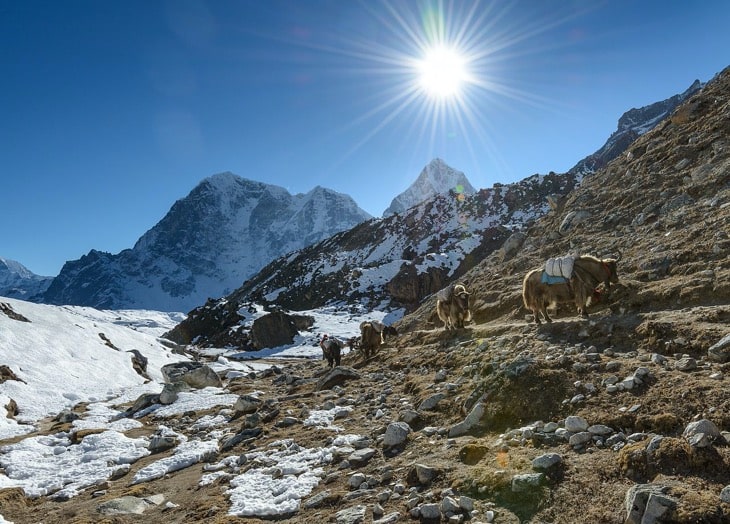 Yak in Everest in February