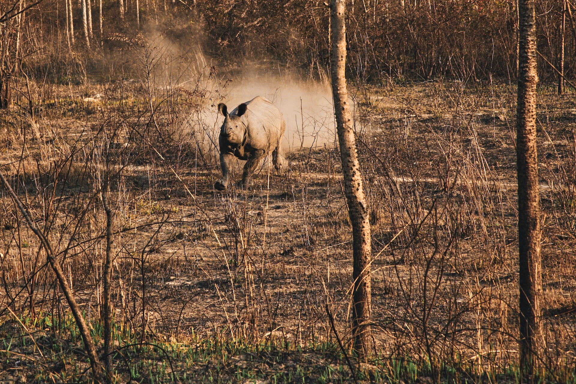Rhino Chitwan