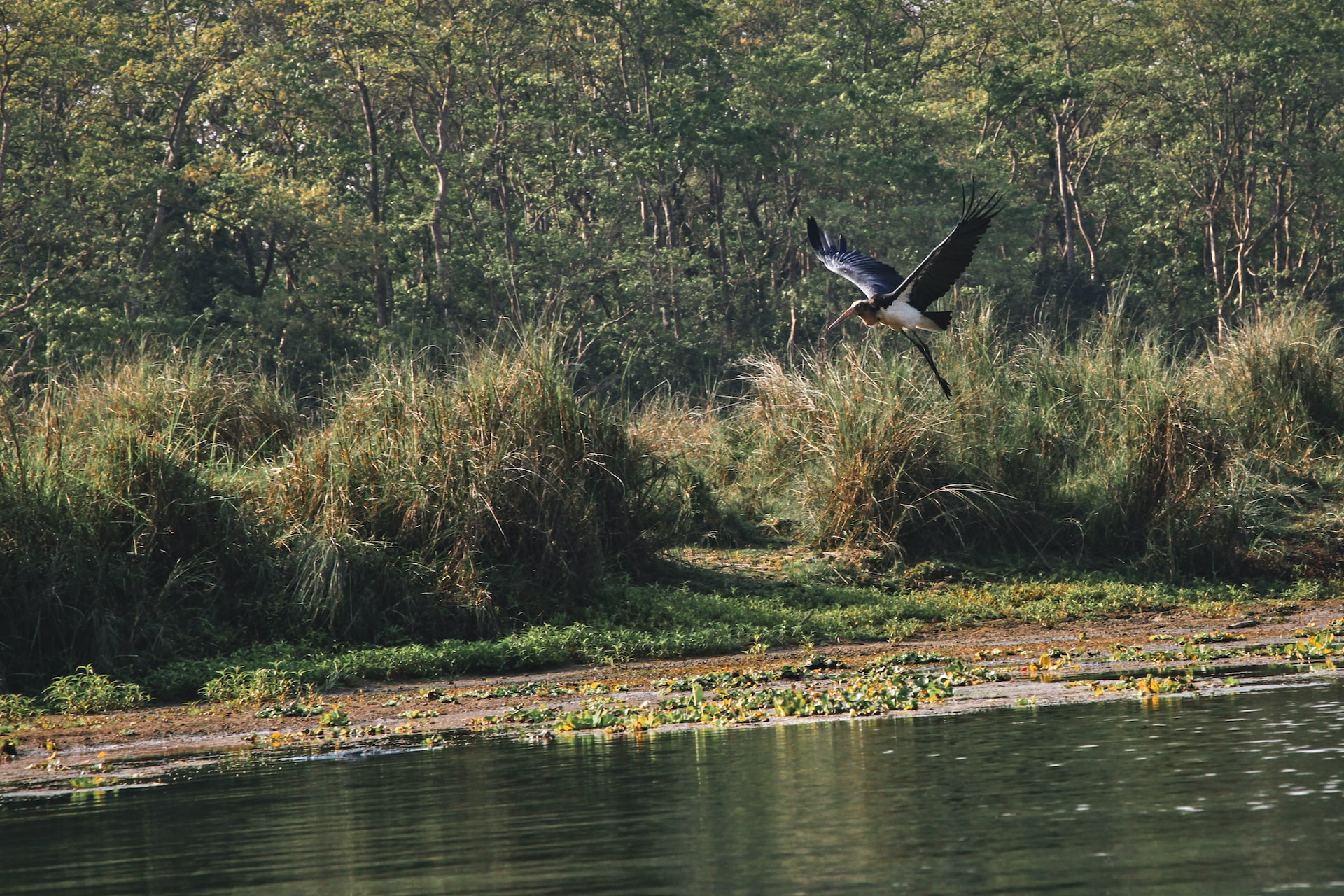 bird chitwan national park