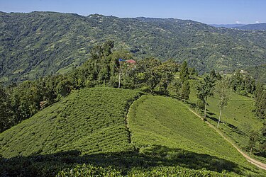 Ilam