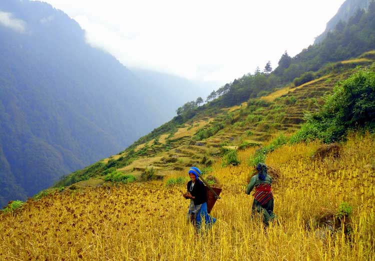 Torongding