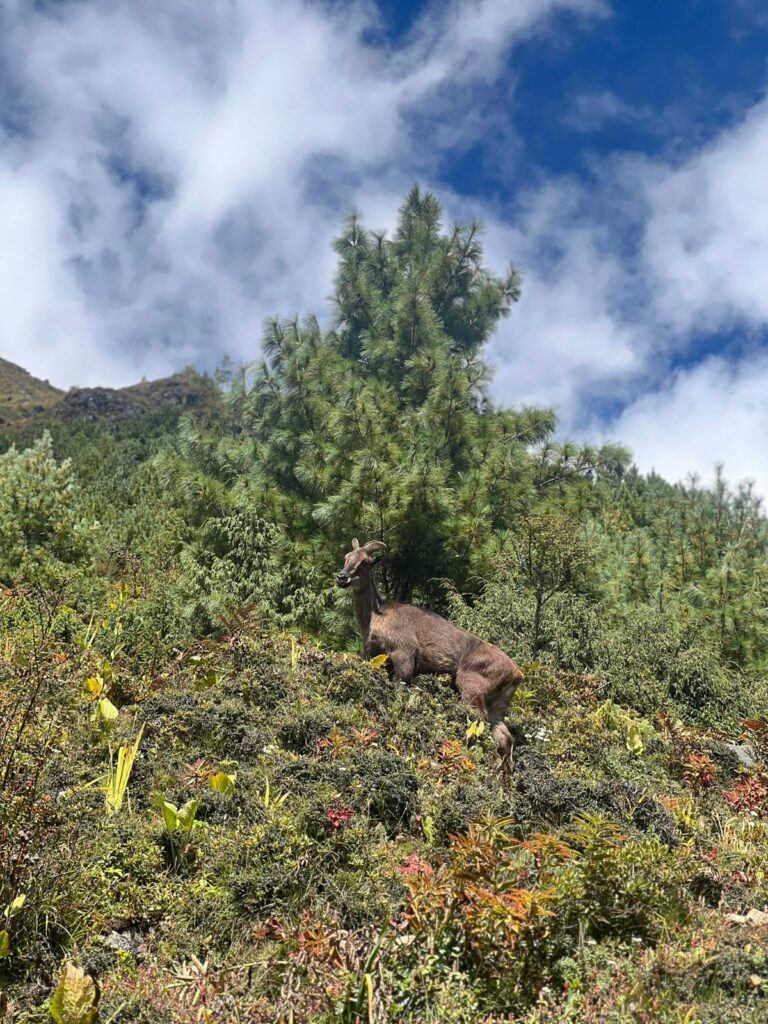 himalayan deer